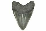 Huge, Fossil Megalodon Tooth - South Carolina River Meg #264540-2